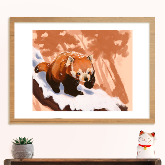 Red Panda - Prints